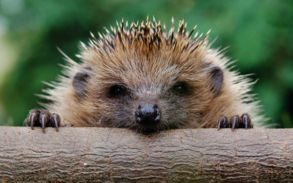 Animal Welfare Party Councillor’s Hedgehogs Success Sparks National Interest